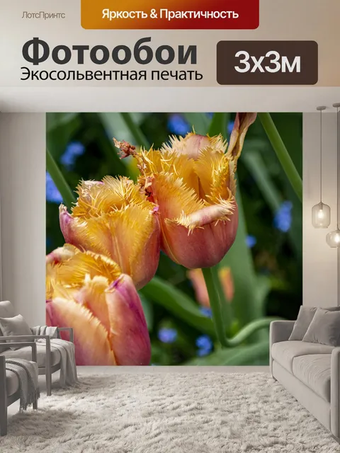 Фотообои бахромчатые тюльпаны