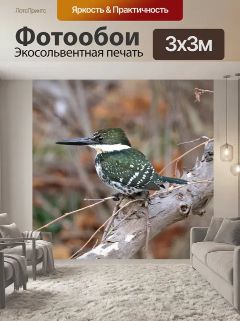 Фотообои Зеленый зимородок
