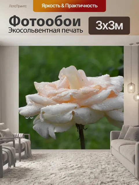 Фотообои Роза