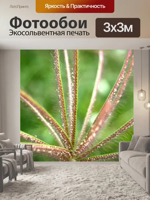 Фотообои Сухой дикий цветок