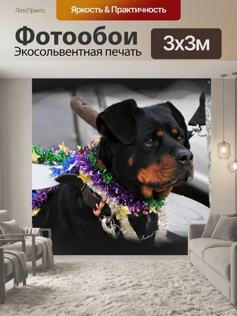 Фотообои Украшенные Ротвейлер