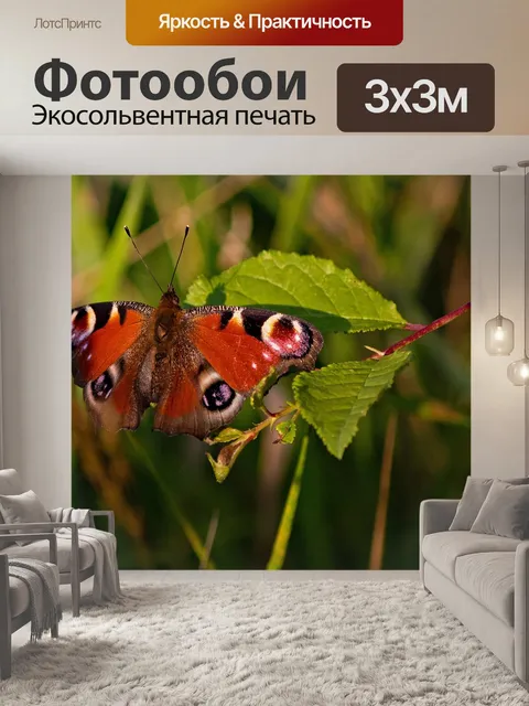Фотообои Aglais io