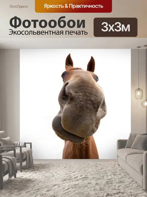 Фотообои Лошадь