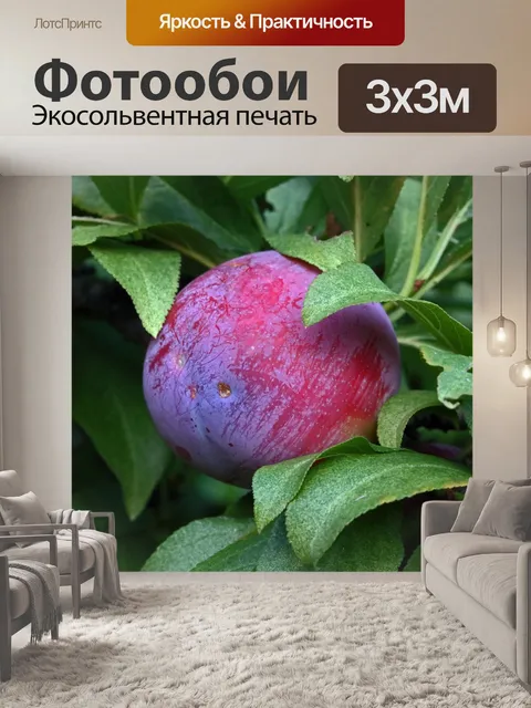 Фотообои созревающая слива с зелеными листьями