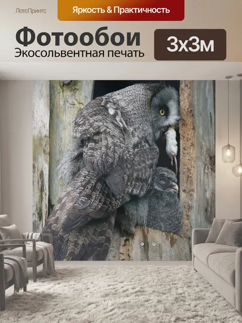 Фотообои Барт сова