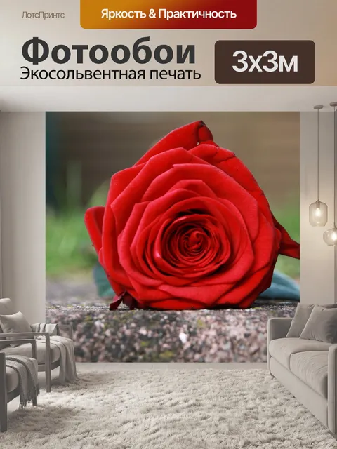 Фотообои Роза