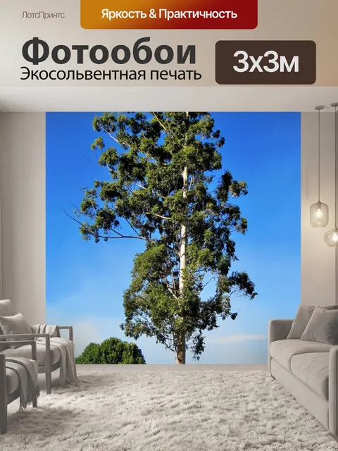 Фотообои высокая достижения эвкалипта