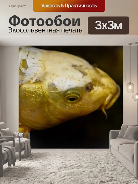 Фотообои Koi