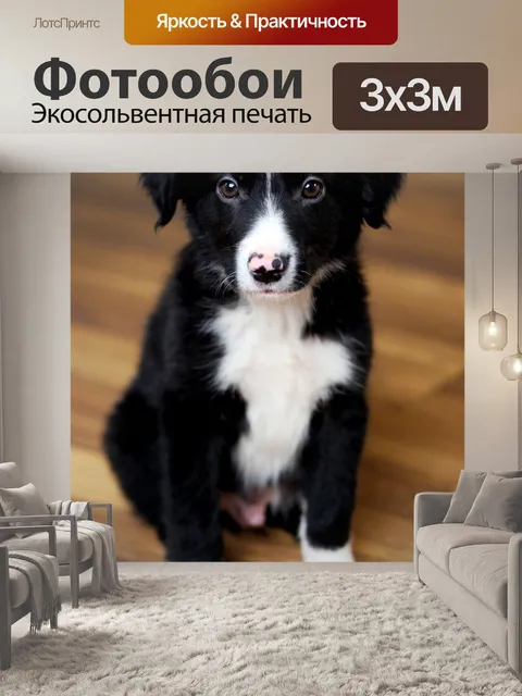 Фотообои Бордер-колли