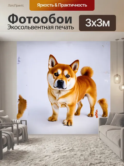 Фотообои японская собака сиба-ину гордо стоит на белом фоне