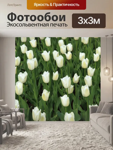 Фотообои белые тюльпаны