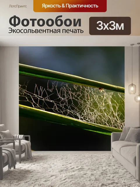 Фотообои Паутина