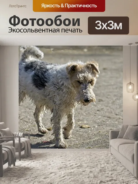 Фотообои Фокстерьер