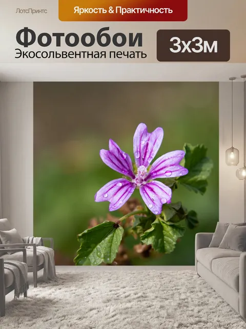 Фотообои Мука крупная мальва