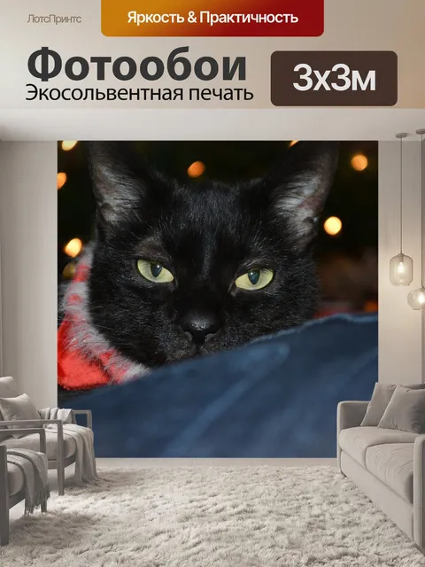 Фотообои Черный кот
