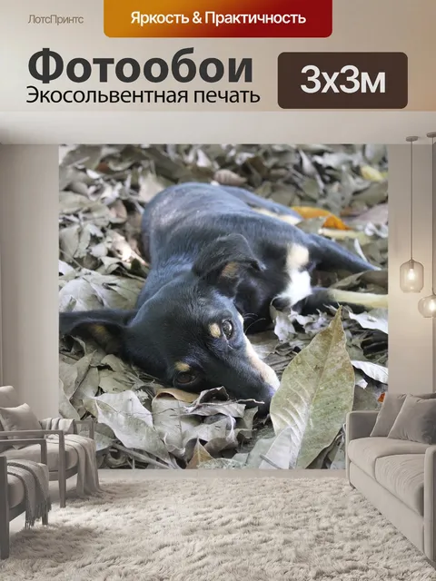 Фотообои Собака