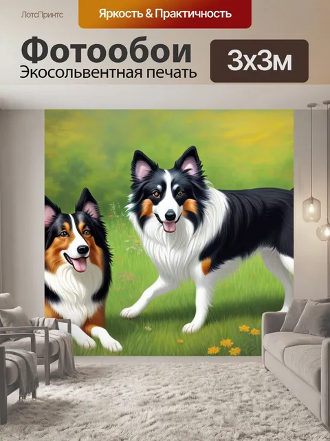 Фотообои с колли