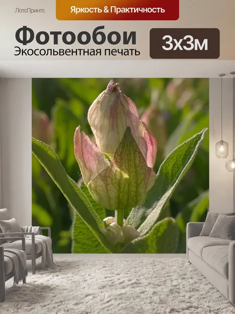 Фотообои Цветок шалфея