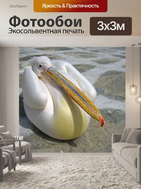 Фотообои Пеликан
