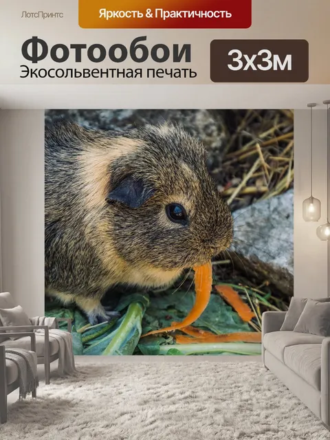 Фотообои Морская свинка