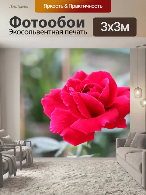 Фотообои Красная роза