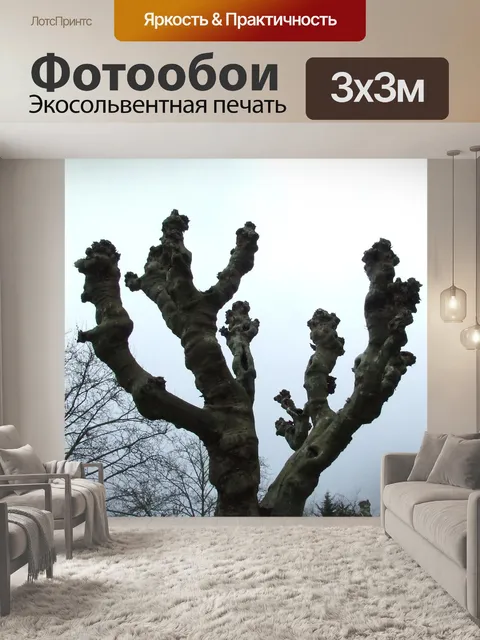 Фотообои Платан