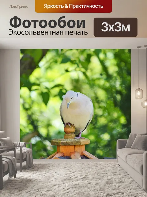 Фотообои Голубь