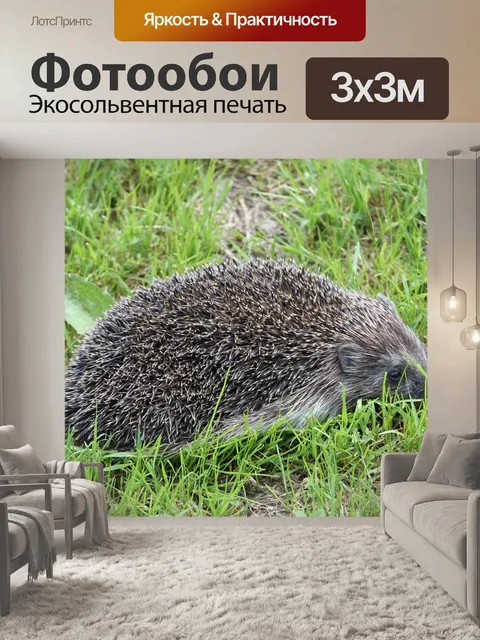 Фотообои Ежик