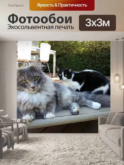 Фотообои Кошка