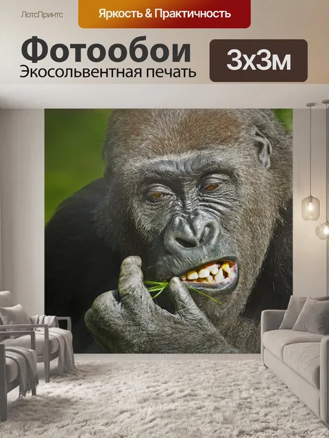 Фотообои Горилла