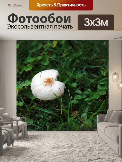 Фотообои несовершенный белый гриб на лужайке