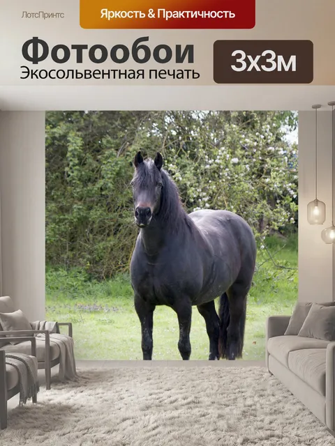 Фотообои Красивый черный конь