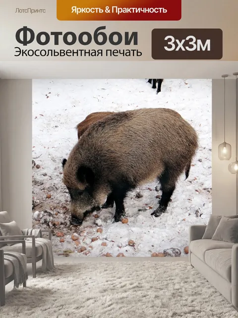 Фотообои Кабан