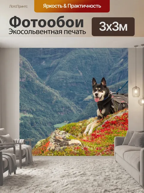 Фотообои Собака
