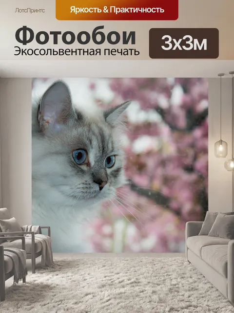 Фотообои Кот