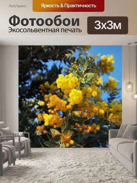 Фотообои желтые цветы акации