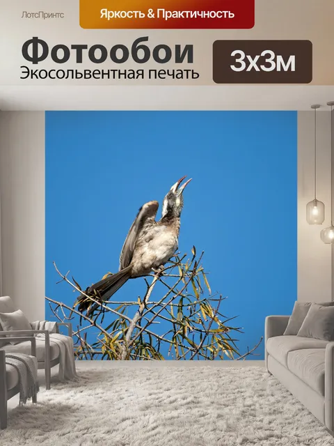 Фотообои Самка серого крыла носорога