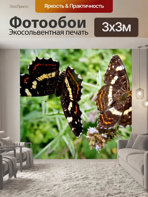 Фотообои Бабочка