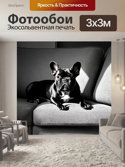 Фотообои чёрно-белая фотография французского бульдога