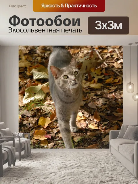 Фотообои Серый кот