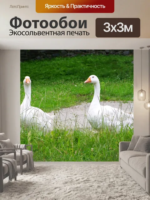 Фотообои Белый гусь