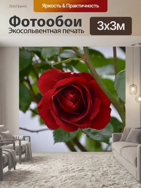 Фотообои Красная роза