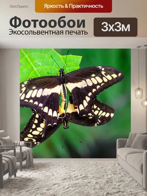 Фотообои Бабочки спариваются
