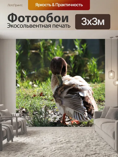 Фотообои Коричневая и белая утка