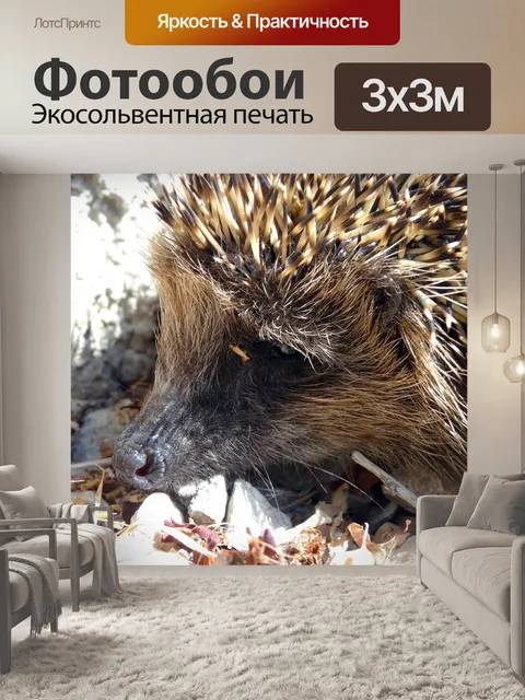 Фотообои Ежик