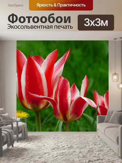 Фотообои Тюльпан
