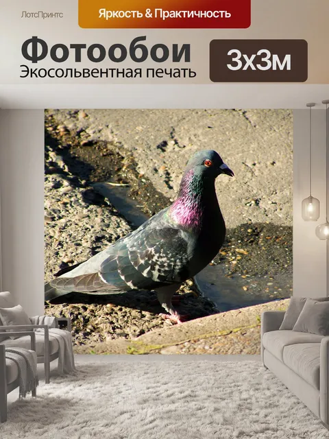 Фотообои Городской голубь