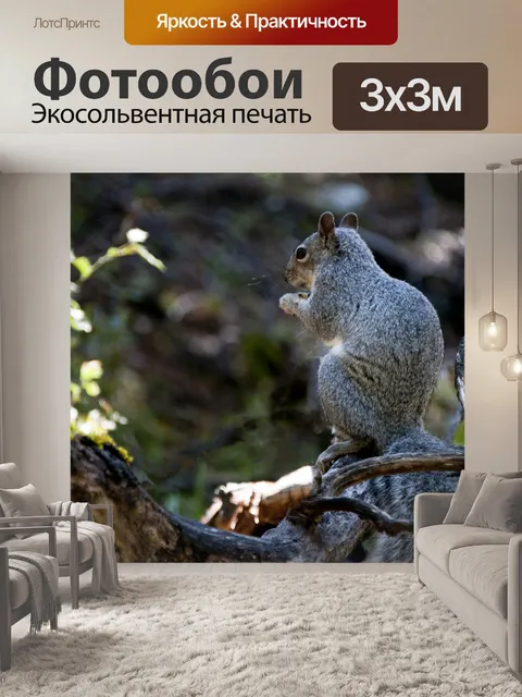 Фотообои Серые Белки