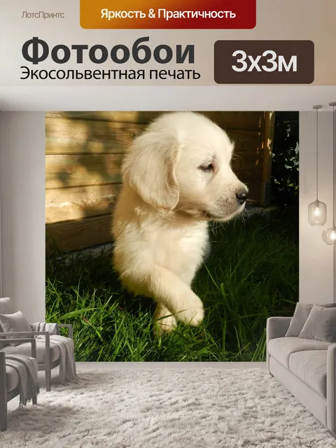 Фотообои Щенок золотой ретривер