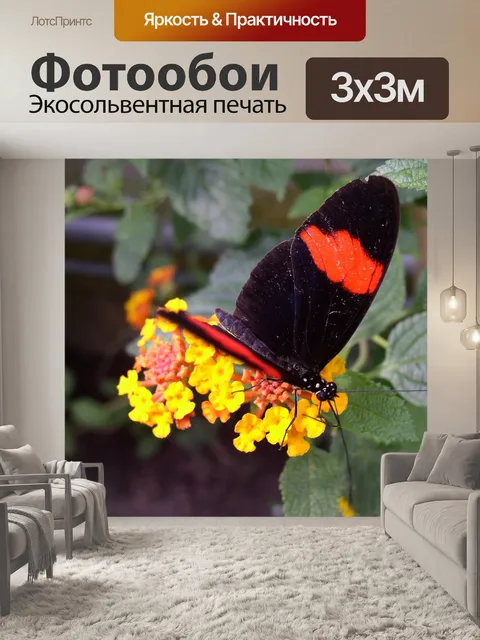 Фотообои Бабочка